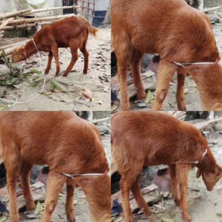 সামাজিক কাজ ২০২৬